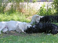 Puppys van Bliss040622-0200